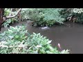 芭蕉庵　古池や蛙飛び込む水の音
