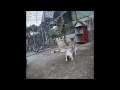 😸🤣 So Funny! Funniest Cats and Dogs 2024 😘😸 Funny Animal Moments # 19