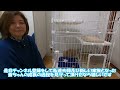 【お迎え初日】人生初の子猫がウチにやって来た！全ての仕草が可愛すぎる！【スコティッシュフォールド｜生後3ヵ月半｜猫】Scottish Fold kitten  cat　ホンダZR-V