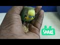 how to tame a adult bird | tamil | more about pets | MAP |