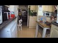 What My Husky Get’s Up In A Day! Secret Camera Catches Him Yelling!