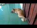 Funny Cat Video Compilation 🐶 World's Funniest Cat Videos 😻Funny Cat Videos Try Not To Laugh😍