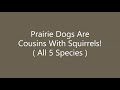 Facts About Prairie Dogs!