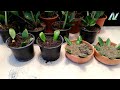 Easy way to propagation Zamioculcas plant / ZZ plant