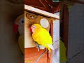 Beautiful Lovebird 🦅 Taking Care Of The Eggs 🥚 She’s Been Laying