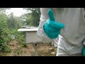 Fizemos revisão nas abelhas com chuva #natureza #abelhas #vidio #viral