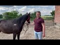 Srokate konie z Żelisławia