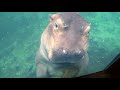 Zoo Tours: The Zambezi River Hippo Camp | Memphis Zoo (60 FPS)