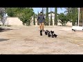 Belgian malinois, puppies early socialization.