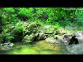 Calming Sound of Turquoise Stream, Sound of Nature, Beautiful Bird Singing, White Noise for Relaxing