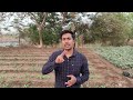 सहजन की खेती कब और कैसे करें | DRUMSTICK FARMING PROFIT & MARKETING | MORINGA FARMING IN INDIA