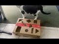 DYI cat treat ‘toy/ puzzle/ maze’ thing…