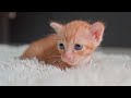 Adorable Baby Wild Animals With Relaxing Music, Healthy Music, Baby Animals 4K