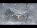 Winter Storm Ambience & Icy Howling Wind Sounds For Sleeping| Frosty Blowing Snow For Relaxing,Study