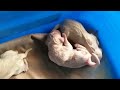 Labrador puppy dog Just Born Puppy Dog🐕||Most loved breed in dogs#puppy