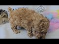 Penelope | Toy Poodle