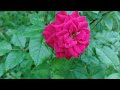 Mini rosa cultivada no vaso | Flores são delicadas | Cica revoluta no jardim!