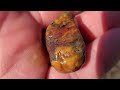 Agates, Pet. Wood, Jasper & Conches At Damon Point! | Washington Coast Rockhounding