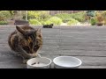 Cat ASMR Mukbang [Ep. 1]  feat. Special Guest!
