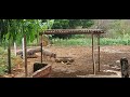 Mostrando belíssima criação de porcos caipira  legítimo no mangueiro municípi de Gameleira Go