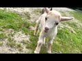 Epic Running of the Goats @SunflowerFarmCreamery