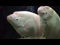 My Giant Gourami Albino Pair