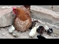 A chicken hatched in a car wheel and 15 chicks came out and unfortunately a chick died and I buried