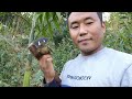 Final Result | Catching Bird Using Bamboo Trap | Four Station