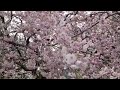 桜に魅せられハートも癒されて🌸🌸🌸