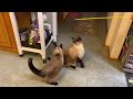 Mikki and Mocha Playing with a tape measure