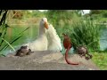 Aflac Duck Commercial   Rap Battle with a Pigeon