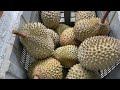 Durian - King of Fruits