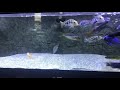 My Freshwater friends | African Cichlids | Hardy Fish | Easy Care