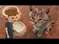 SUPER SPECIAL LITTLE KITTEN ADVENTURE - THE STORY OF A LITTLE KITTEN AND THE ANIMALS GO ON A JOURNEY
