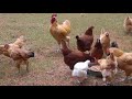 Feeding the chickens