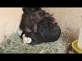 Raising Natural Chicks without Antibiotics with Salt and Molasses - Quail Chicks -Chicken Farm Works