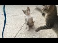 Fun with awesome kittens | Family Cats