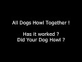Dog Howl Test ~ Sounds To Make Your Dog Howl