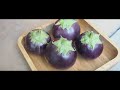 Growing Eggplant from seeds and harvest in 100 days!