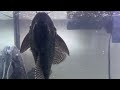 Giant Pleco Eating Fish Flakes