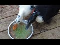 Breakfast for my pet ducks. How they like the food mom made for them?
