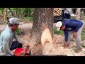 Most powerfull chainsaw‼️ Husqvarna 3120xp, cut down tree beside the village road.