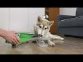 The Funniest Moments with Husky Puppy Olive | Funny Dog Challenge