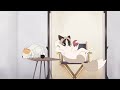 Catsing Call - Animation Short Film 2019