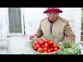 Growing Tomatoes Very Easily At Home, Lots Of Fruit And Harvest All Year Round