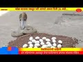Cobra snake नागिन ने दिए 26 अंडे | snake eggs @DineshGohil