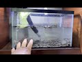 Fish Baths What I Do with New Fish | Big Rare Fish Unboxing