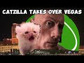 CAT MEMES: GOING TO VEGAS ROADTRIP GONE WRONG + EXTRA SCENES