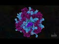 Piruvato deshidrogenasa | Video HHMI BioInteractive