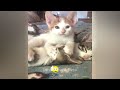 🙀 You Laugh You Lose Dogs And Cats 🤣 Funny Cats Moments ❤️